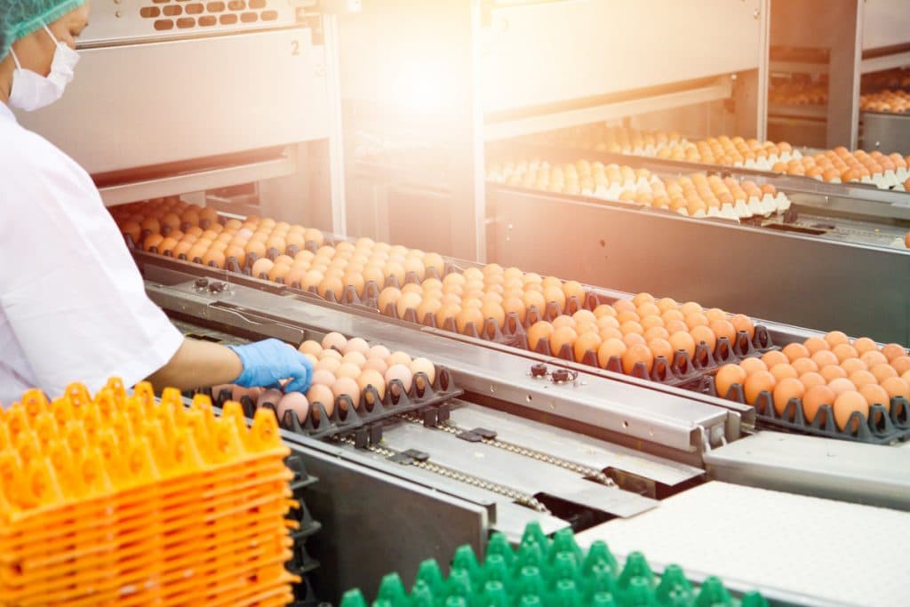 eggs being packed into trays on a conveyor belt on an egg farm