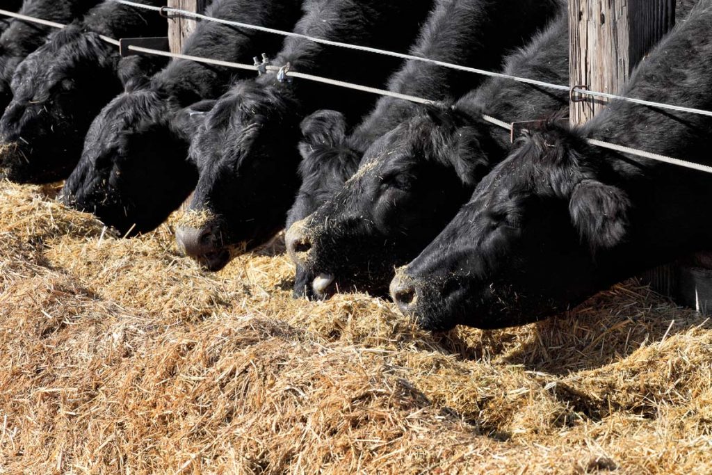 black Angus cattle eating hay in a feedlot
